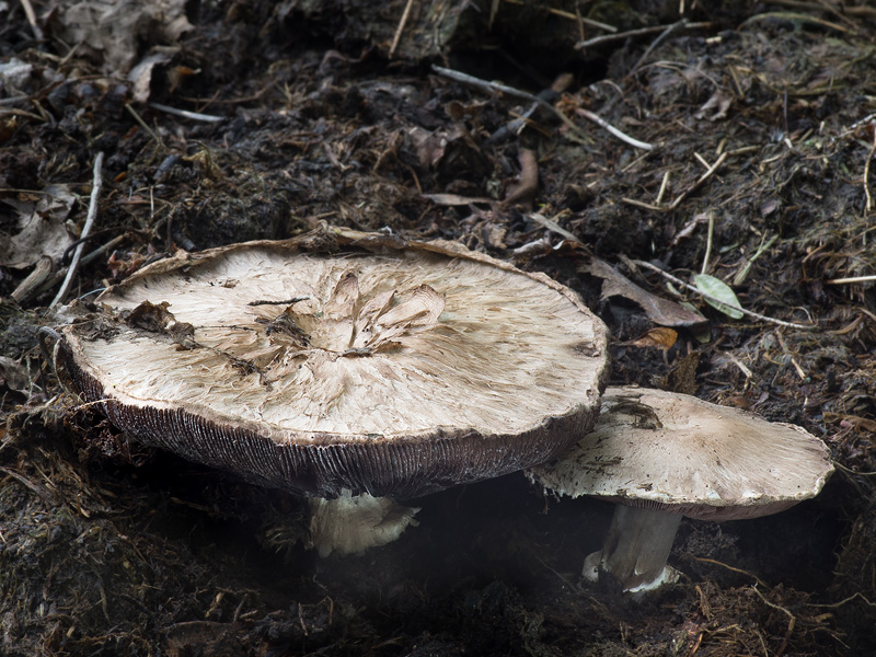 Agaricus bisporus